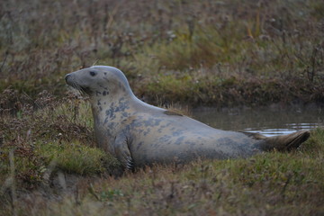 Fototapeta premium Seals and seal cubs at Donna Nook, Lincolnshire, United Kingdom