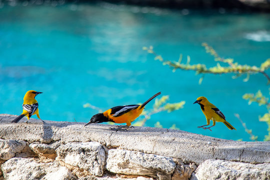 birds on Curacao with sea Yellow oriole Venezuelan troupial