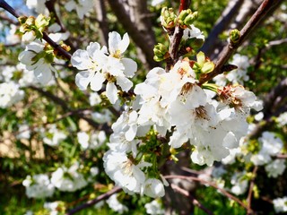 cherry blossom in a blue sky 