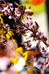 Frühlingsblumen, Background