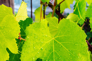Young leaf of a grape tree closeup. Little beetle sits on a leaf of Isabella grapes