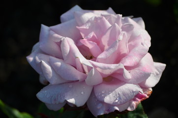 Close up of one large and delicate light pink rose in full bloom in a summer garden, in direct sunlight, with blurred green leaves in the background
