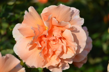 Close up of one large and delicate vivid orange rose in full bloom in a summer garden, in direct sunlight, with blurred green leaves in the background
