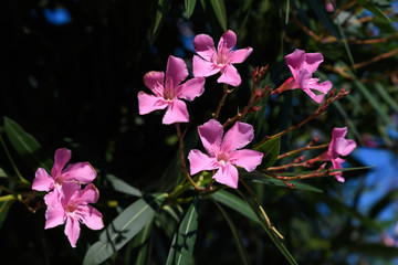 Close up of delicate pink flowers of Nerium oleander and green leaves in a exotic Italian garden in...