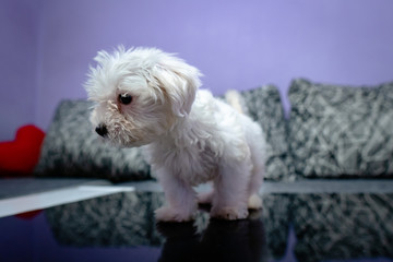 Maltese bichon puppy