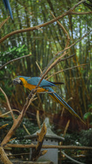 the bird is in the park in the morning