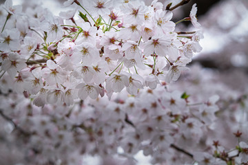 a close-up shot of beautiful cherry blossoms in full bloom in spring.