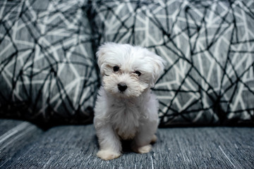 Puppy looking at camera