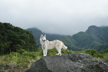 Obraz premium siberian husky dog hiking in the mountains