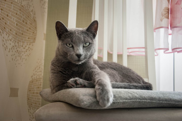 Cute gray cat on a chair. Grace. The breed of cat is Russian blue.