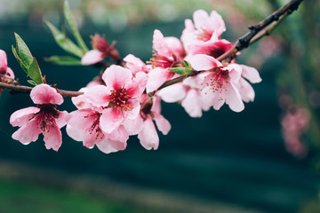 Fool bloom branch of pink peach tree flowers. Spring floral concept.