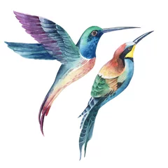 Crédence de cuisine en verre imprimé Colibri Ensemble aquarelle de colibri oiseau tropique isoler sur fond blanc.
