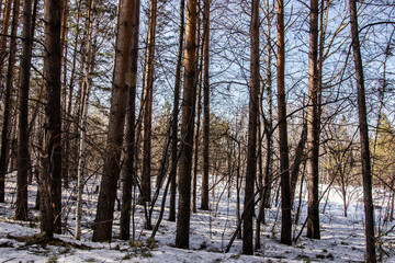 Snowy forest in spring, lit by the bright sun under a blue sky in spring. Landscape of spruce, fir, birch. Suitable for printing on banners, envelopes, postcards, mugs, magazines