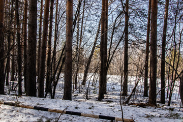 Snowy forest in spring, lit by the bright sun under a blue sky in spring. Landscape of spruce, fir, birch. Suitable for printing on banners, envelopes, postcards, mugs, magazines
