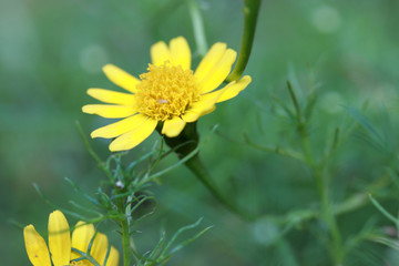 Small yellow flower on green background. Senecio jacobaea on nature background.