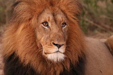 Fototapeta premium portrait of a lion