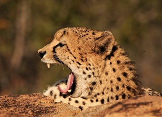 cheetah in the grass