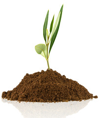 Jeune plant d’olivier sur motte de terre