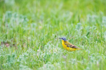 Male Western Yellow Wagtail or Motacilla flava