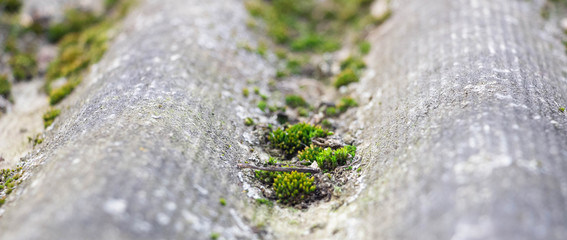 Old slate pokritiy moss close-up. Background like texture..