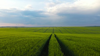 Naklejka premium Drone view of green agricultural field and horizon skyline landscape. Flying over green wheat crops swaying in the wind under cloudy sky. Rural scenery.