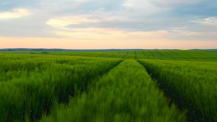 Fototapeta na wymiar Picturesque summer farmland landscape. green wheat stalks harvest crops rural field in beautiful countryside