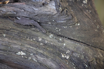 Dark gray background of tree bark on bark of moss growing. Background like texture. full frame, element for the designer, close-up
