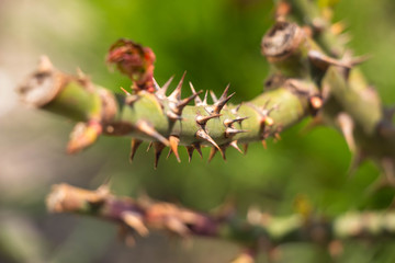Spines grow on a rose. Macro shot. Background like texture.