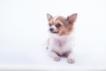 Obraz premium chihuahua in front of white background