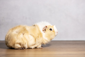 Fototapeta na wymiar Adorable guinea pig indoor on gray background