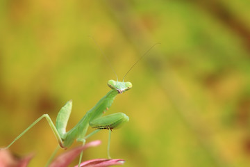 Mantis of Thailand