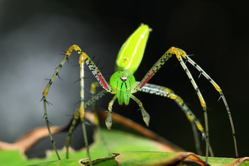 Green spider.