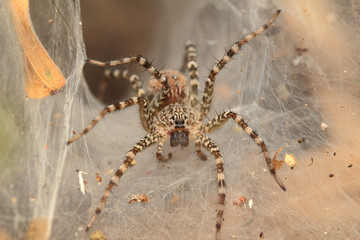 Spider of Thailand