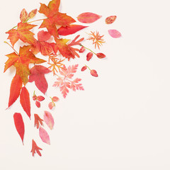 red autumn leaves on white background