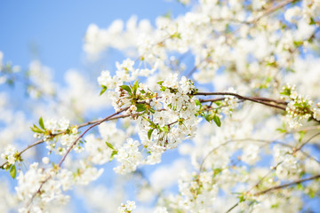 Fototapeta na wymiar Spring blossom with blue sky an white flowers on a beautiful spring day. Beautiful cherry blossom sakura in spring time over blue sky. Beautifully blossoming tree branch apple. Easter. Allergy season