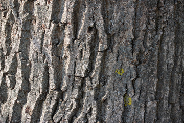 Light gray tree bark background. Background like texture. full frame, element for designer, close up.