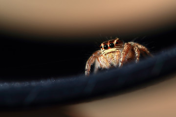 Jumping spiders