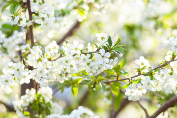 Beautifully blossoming tree branch apple. Blooming tree branches Cherry with white flowers natural background. Abstract spring floral background. Spring flowers. Easter. Allergy season. Spring concept