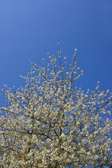 Cime de Merisier Prunus avium sauvage fleuri de blanc plein ciel bleu