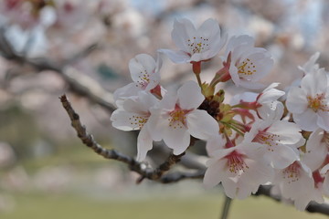 桜