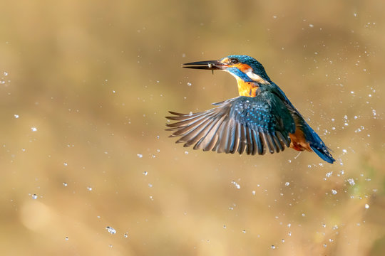 Common European Kingfisher (Alcedo atthis). Kingfisher flying after emerging from water with caught fish prey in beak on green natural background. Kingfisher caught a small fish © Albert Beukhof