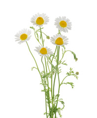 Chamomiles isolated on white background without shadow with clipping path