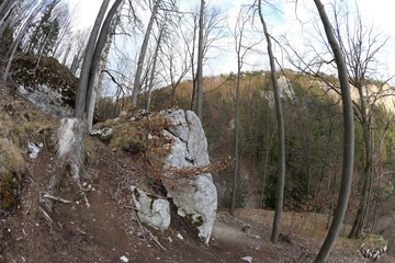 Felsen im Wald