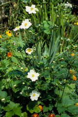 Anémone du Japon, Anemone hupehensis, variete  Honorique Jobert