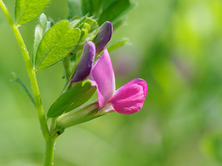 かわいいヤハズエンドウ