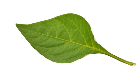 Fototapeta na wymiar pepper leaf isolated on white background