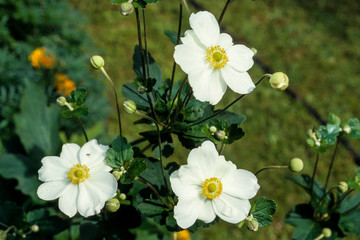 Anémone du Japon, Anemone hupehensis, variete  Honorique Jobert