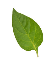 Obraz premium pepper leaf isolated on white background