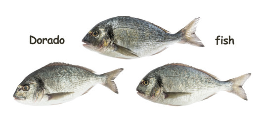 dorado fish isolated white background