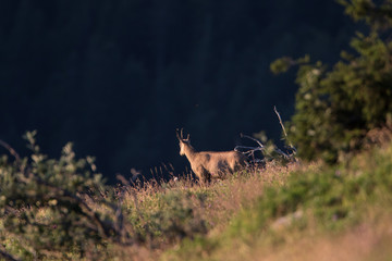 Wildlife